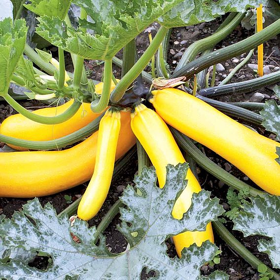 Courgette (Organic) Seeds - Golden Zucchini