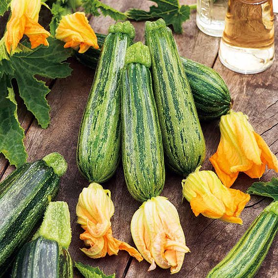 Courgette Seeds - Courcourzelle