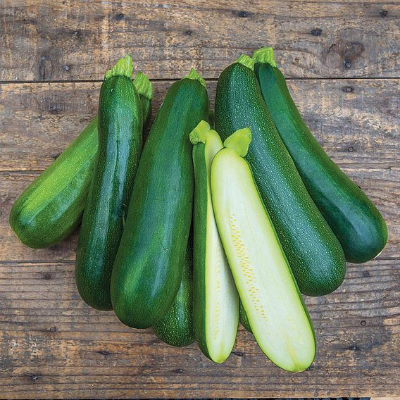 Courgette Seeds - Sure Thing Hybrid