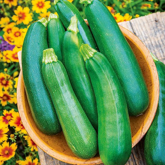 Courgette 'Sure Thing Hybrid' - Seeds