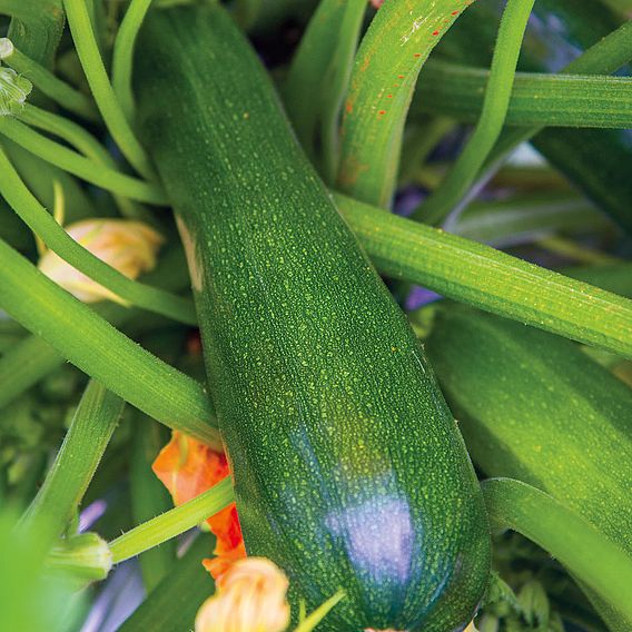 Courgette Seeds - Sure Thing Hybrid