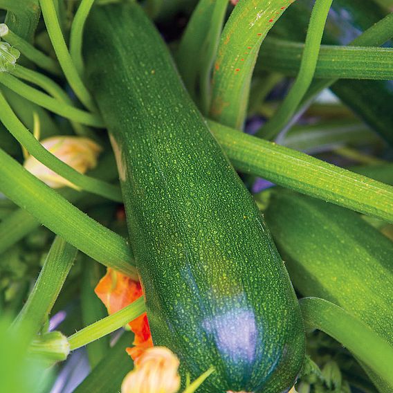 Courgette 'Sure Thing Hybrid' - Seeds