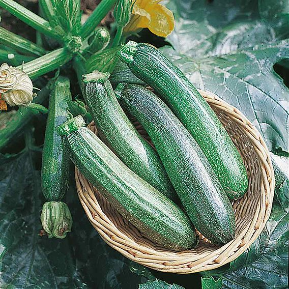 Courgette Seeds - F1 Tarmino