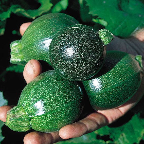 Courgette F1 'Ball Mix' - Seeds