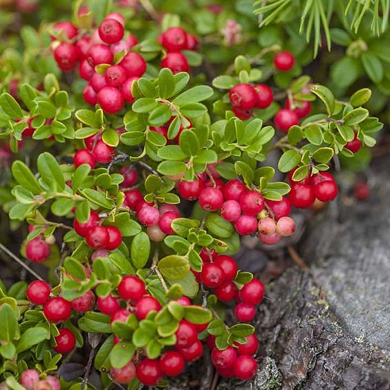 Mountain Cranberry - Seeds