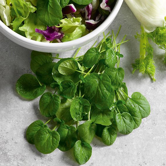 Cress 'American (Land)' - Seeds