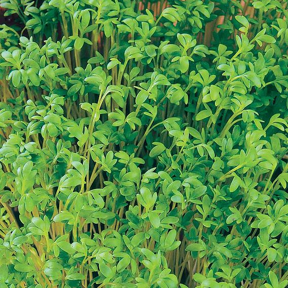 Cress 'Cress Heads (Curled)' - Seeds
