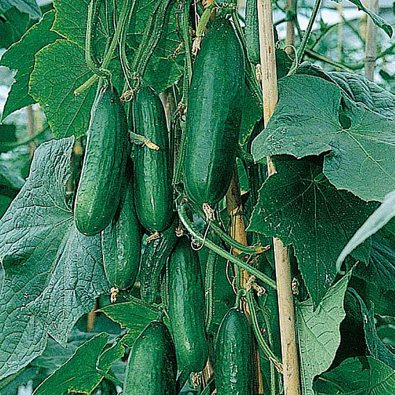 Cucumber Seeds - F1 Passandra