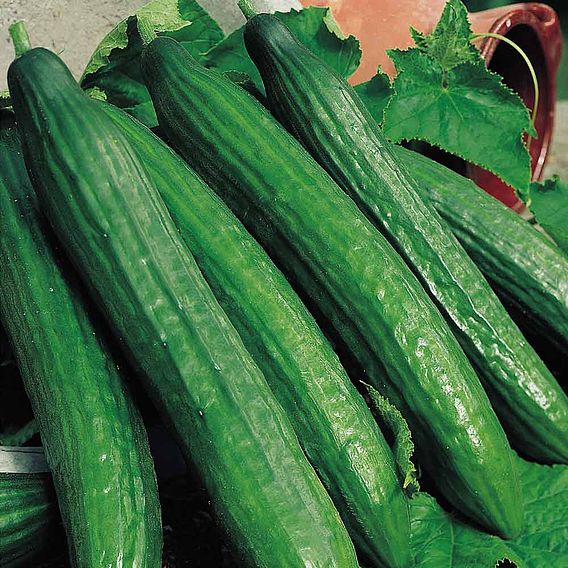 Cucumber Seeds - Telegraph Improved