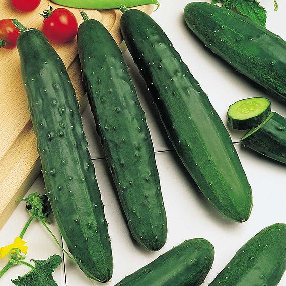 Cucumber 'Marketmore' - Organic Seeds