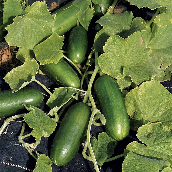 Cucumber F1 'Baby' - Seeds
