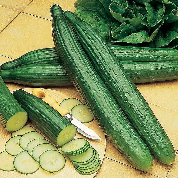 Cucumber Seeds - Telegraph Improved