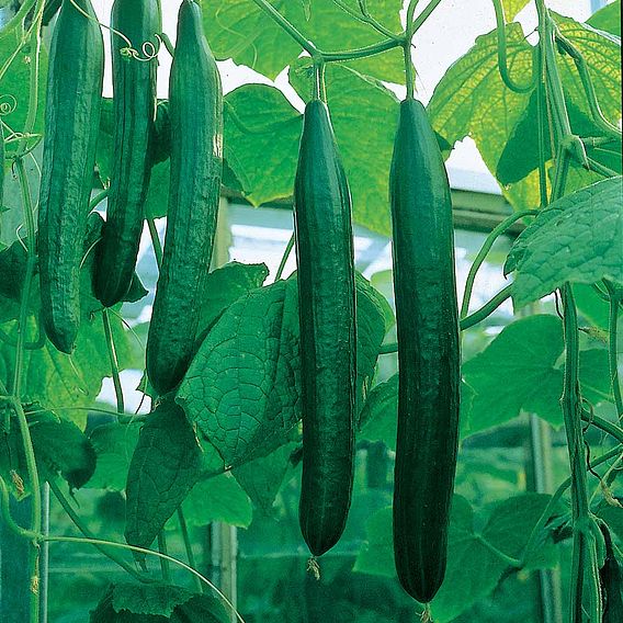 Cucumber (All Female) Seeds - F1 Bella