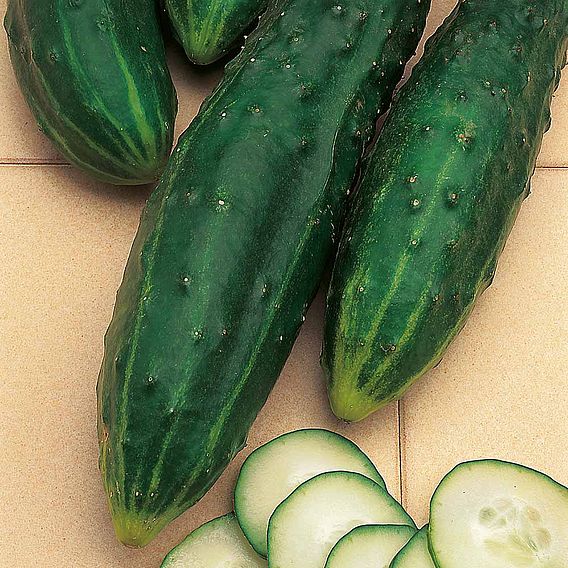 Cucumber F1 'Burpless Tasty Green' - Seeds