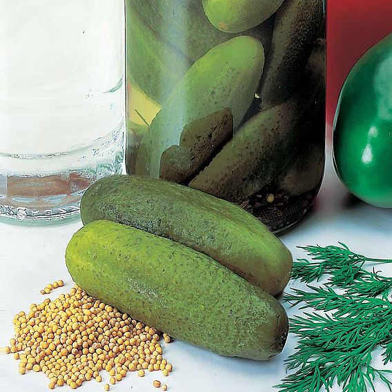 Cucumber 'Venlo Pickling (Gherkin)' - Seeds