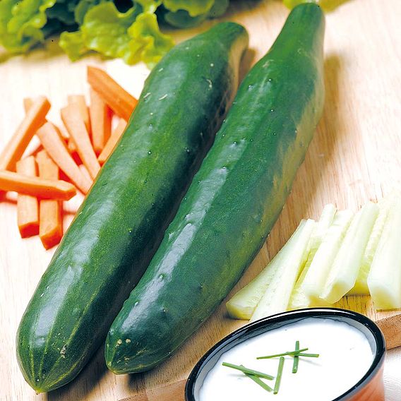 Cucumber Seeds - Telegraph Improved