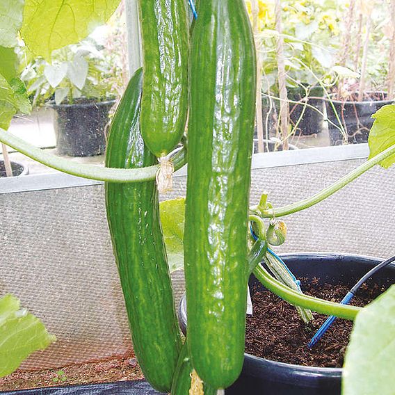 Cucumber 'Carmen' F1 Hybrid (Grafted)