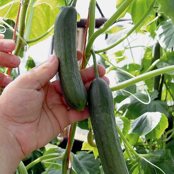 Cucumber Seeds - F1 Baby