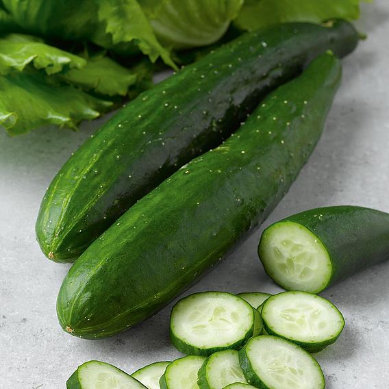 Cucumber F1 'Burpless Tasty Green' - Seeds