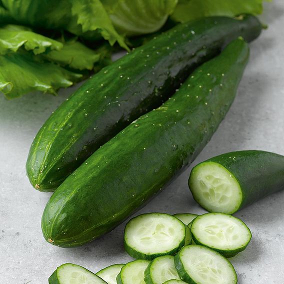 Cucumber Seeds - F1 Burpless Tasty Green