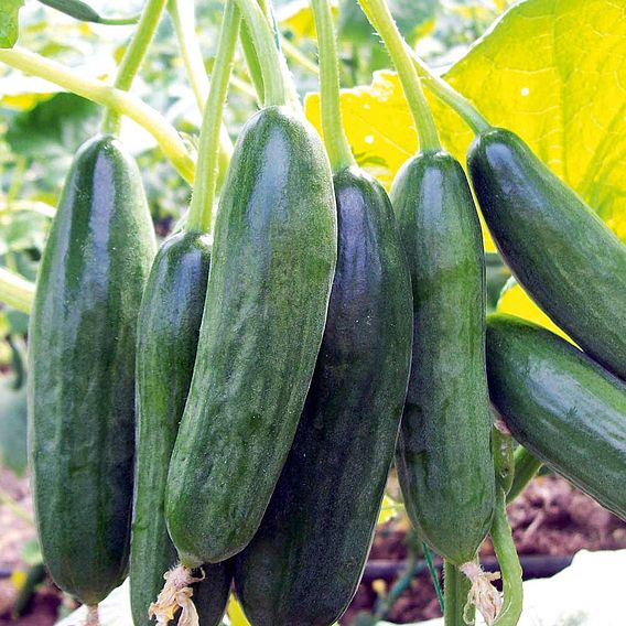 Cucumber 'Mini Stars' F1 Hybrid (Grafted)