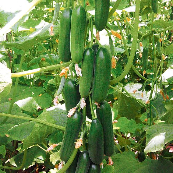 Cucumber 'Mini Stars' F1 Hybrid (Grafted)