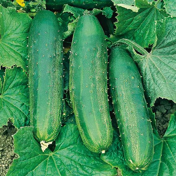 Cucumber Seeds - Crocodile Cucumber (Bush Champion)