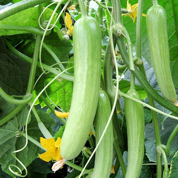 Cucumber Seeds - F1 Delistar