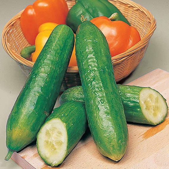 Cucumber 'Bush Champion' - Seeds