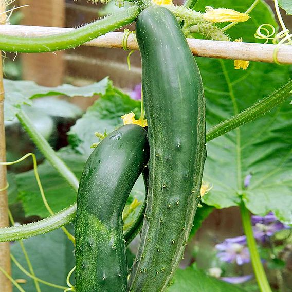 Cucumber Seeds - Bush Champion