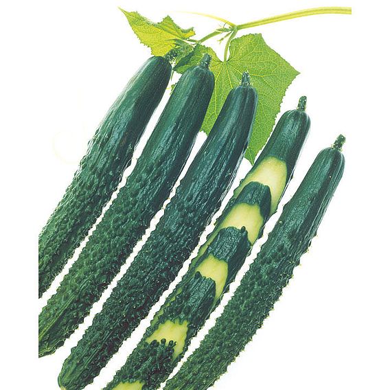 Cucumber Seeds - F1 Zipangu