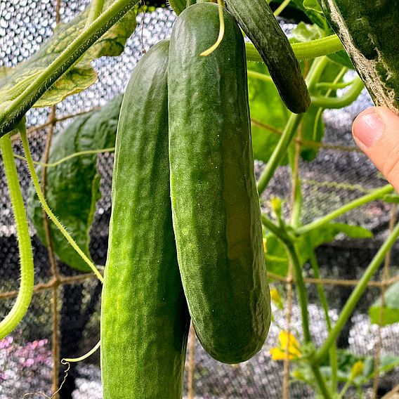 Cucumber Socrates (Grafted)