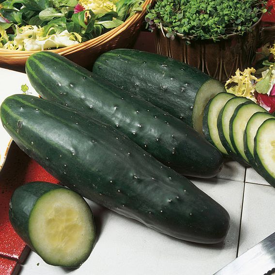 Cucumber 'Marketmore' - Organic Seeds