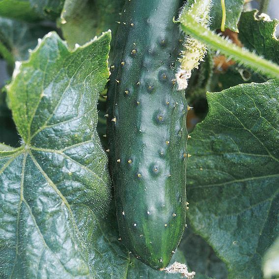 Cucumber 'Marketmore' - Seeds