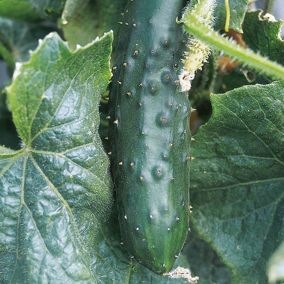 Cucumber Seeds - Marketmore