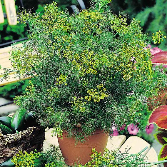 Dill Herb Seeds