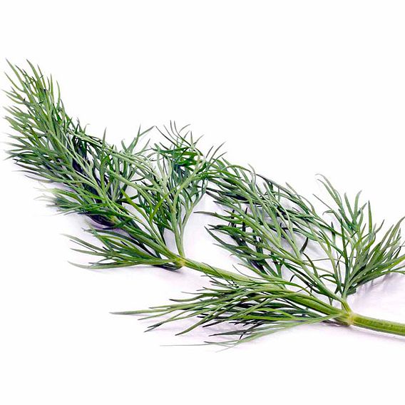 Herb Seed - Dill