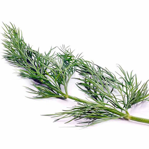 Dill - Herb Seeds