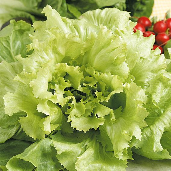 Endive 'Natacha' - Seeds