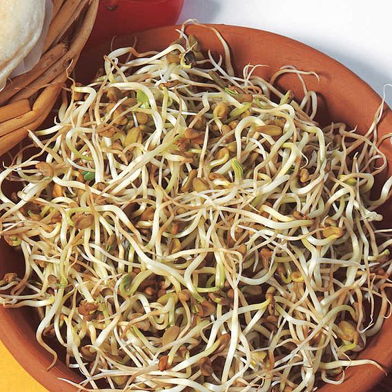 Fenugreek Shoots - Seeds