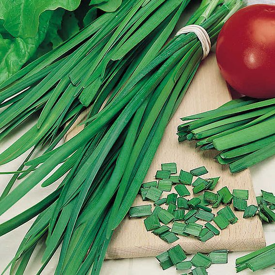 Herb Seed - Garlic Chives