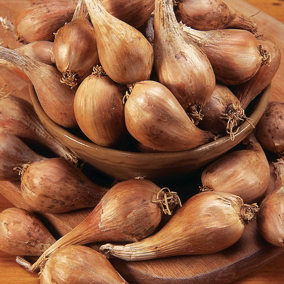 Shallot Bulbs - Griselle