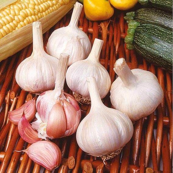 Garlic Bulbs - Flavor