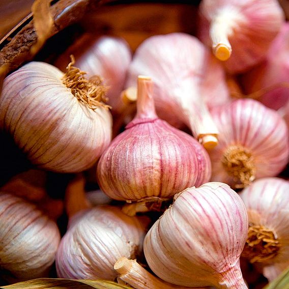 Garlic Bulbs - Edenrose