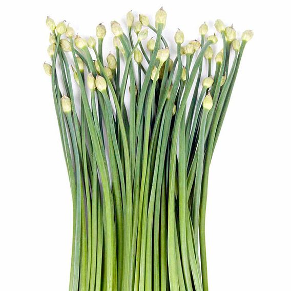 Garlic Chives - Herb Seeds