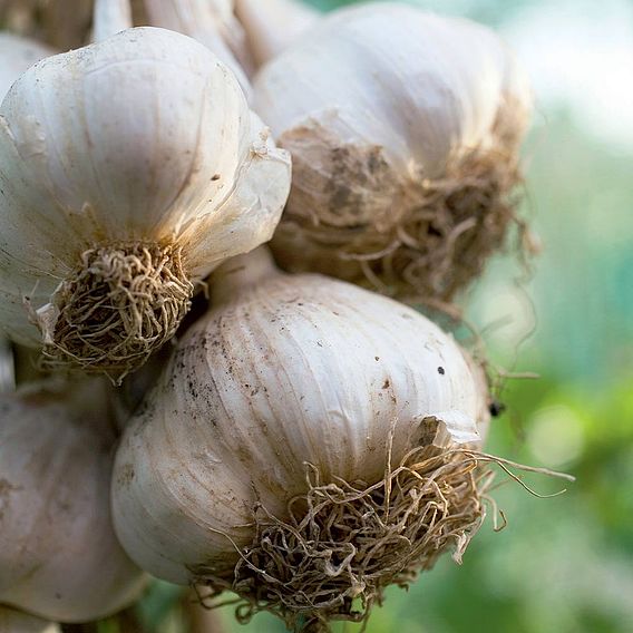 Garlic (Softneck) Bulbs - Cledor (Spring)