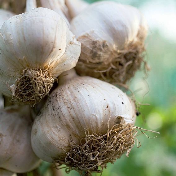 Garlic 'Cledor' (Spring Planting)