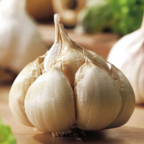 Garlic Bulbs - Messidrome