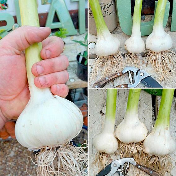Garlic Bulbs - Elephant