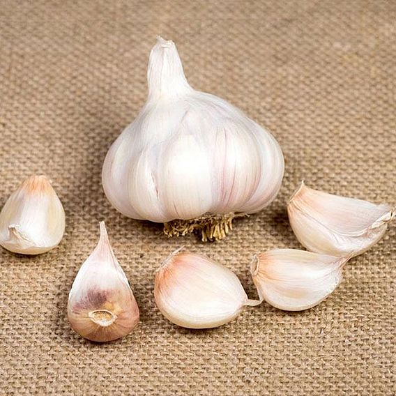 Garlic Lovers Collection (Spring Planting)